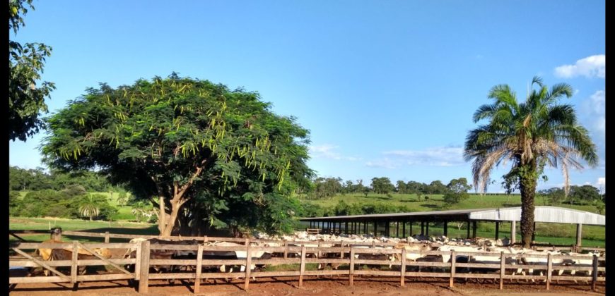 Fazenda 201 alqueires – São José do Rio Preto – São Paulo