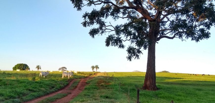 Fazenda 201 alqueires – São José do Rio Preto – São Paulo