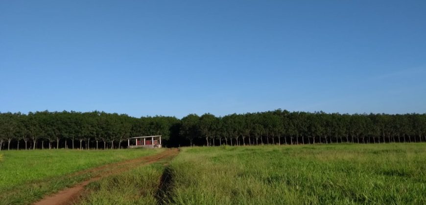 Fazenda 201 alqueires – São José do Rio Preto – São Paulo