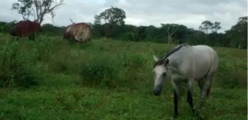 Fazenda 720 alqueires – Goiânia